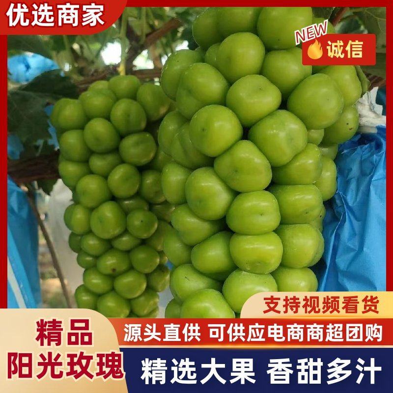 精品新沂阳光玫瑰葡萄货源充足量大从优质量保证诚信经营