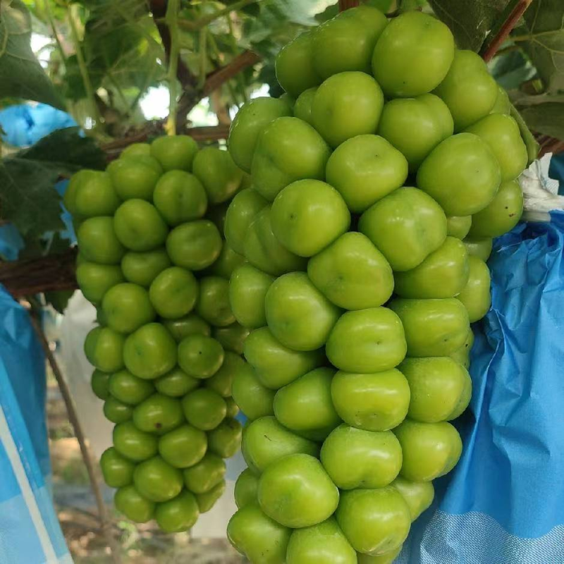 精品新沂阳光玫瑰葡萄货源充足量大从优质量保证诚信经营