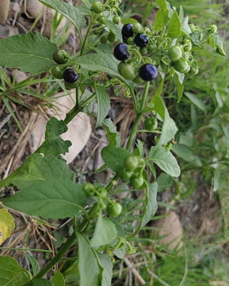 野生龙葵