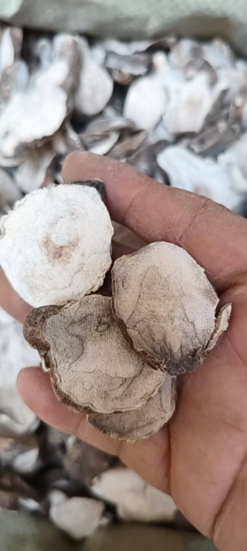 生附片