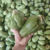 精品龙须瓜苗