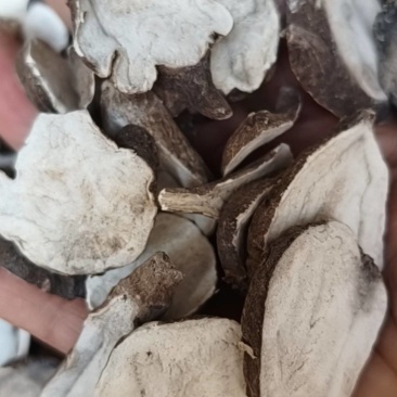 生附片