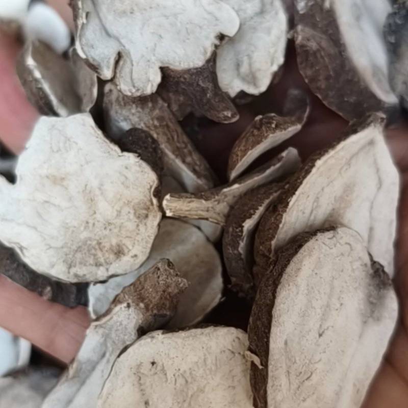 生附片