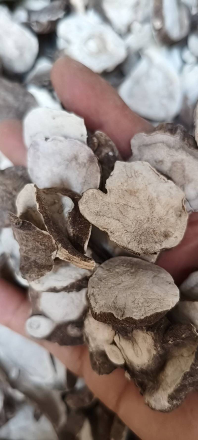 生附片
