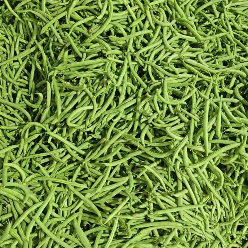 精品四季豆芜湖鸠江区现摘先发/当季新摘翠绿