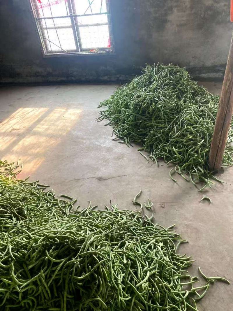 精品四季豆芜湖鸠江区现摘先发/当季新摘翠绿