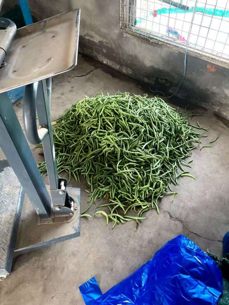 精品四季豆芜湖鸠江区现摘先发/当季新摘翠绿