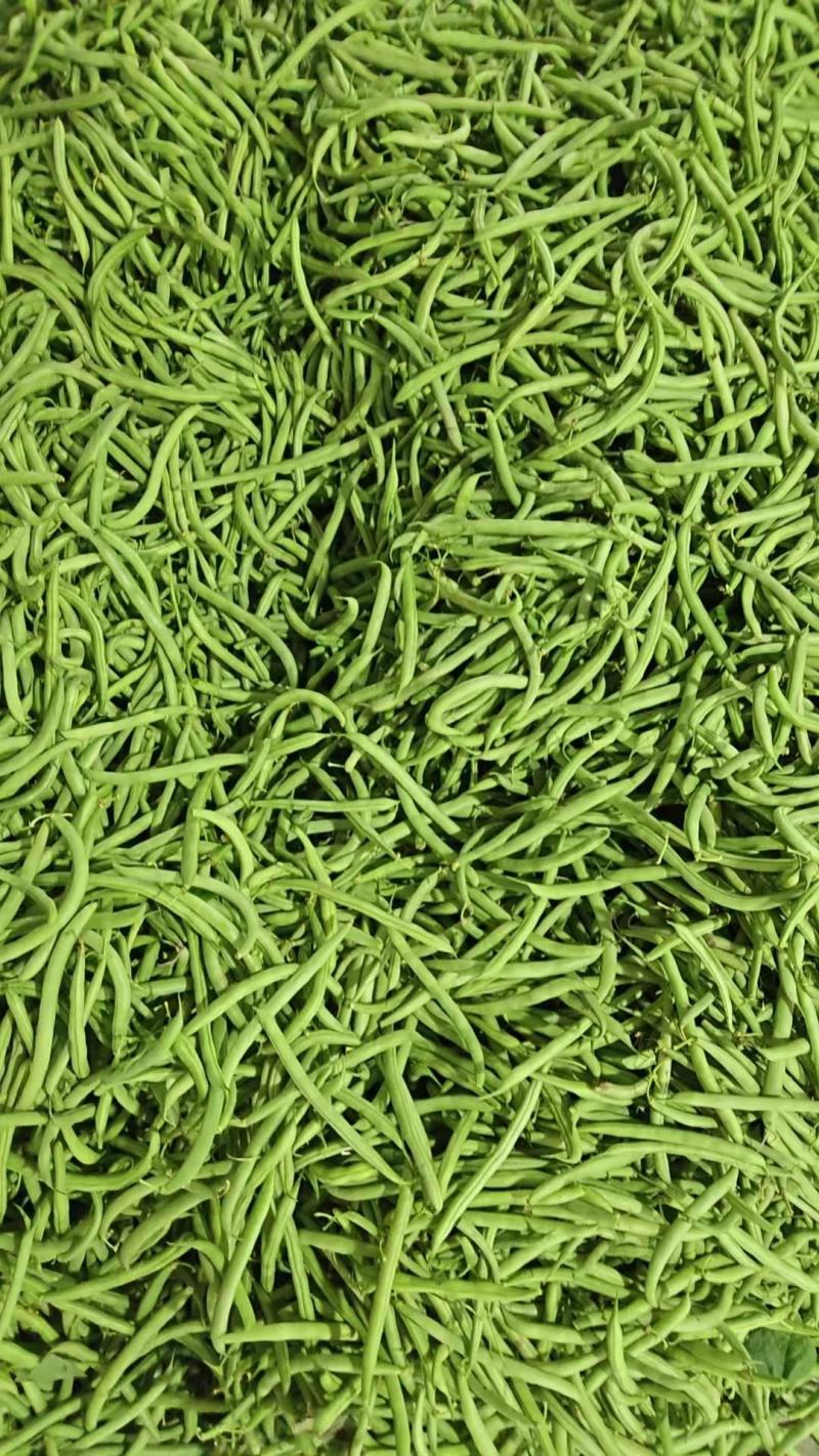 精品四季豆芜湖鸠江区现摘先发/当季新摘翠绿