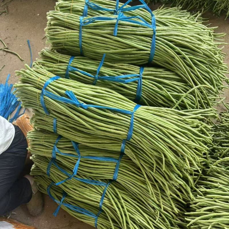 精品豆角基地直供安徽芜湖鸠江区农家自种现摘现发