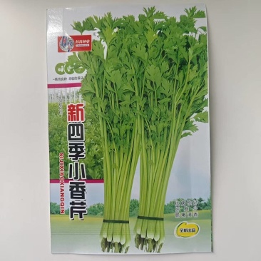 新四季小香芹种籽鲜嫩无纤维长势快耐寒耐热春秋播种香芹菜种