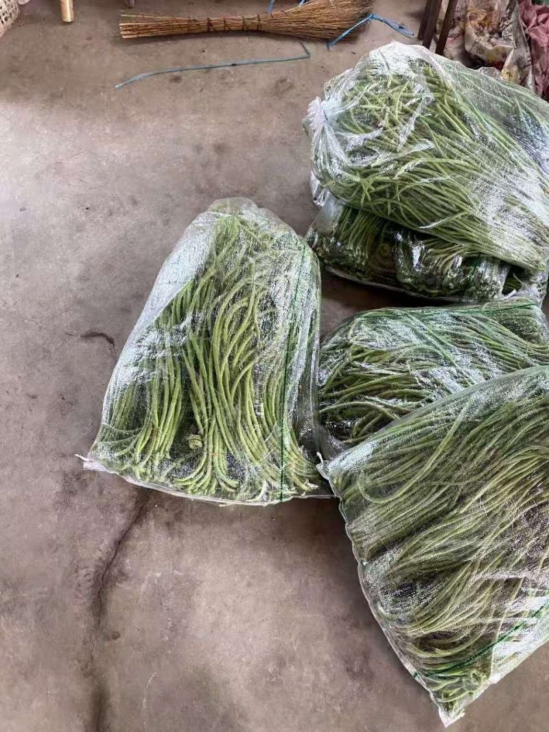 精品豆角基地直供安徽芜湖鸠江区农家自种现摘现发