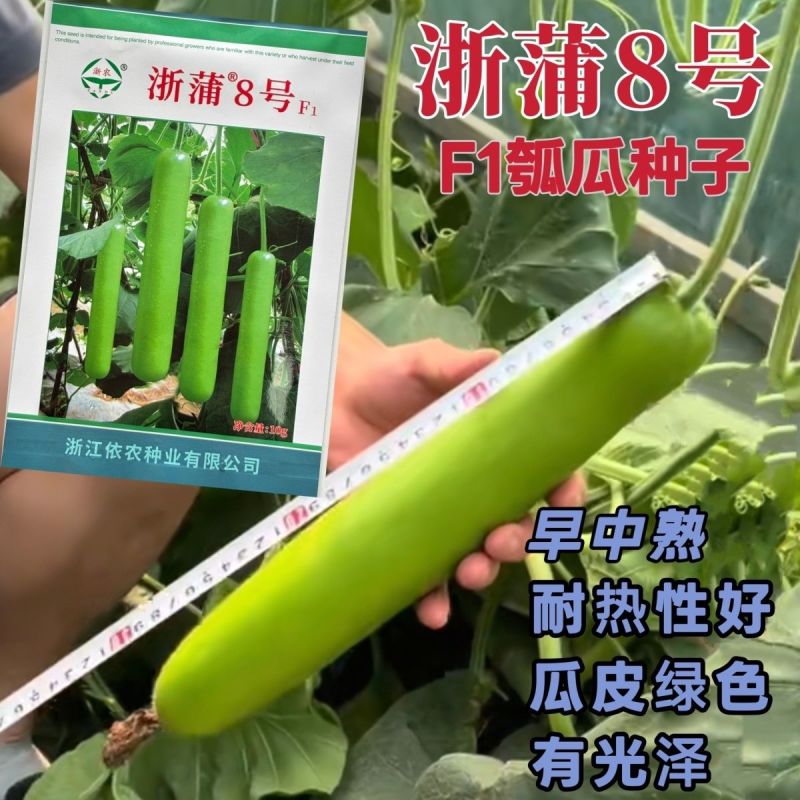 纯丰清香瓠子瓜早生长瓠瓜种子瓠子蒲瓜油亮长棒型蔬菜