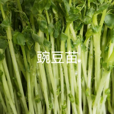 活体豌豆苗