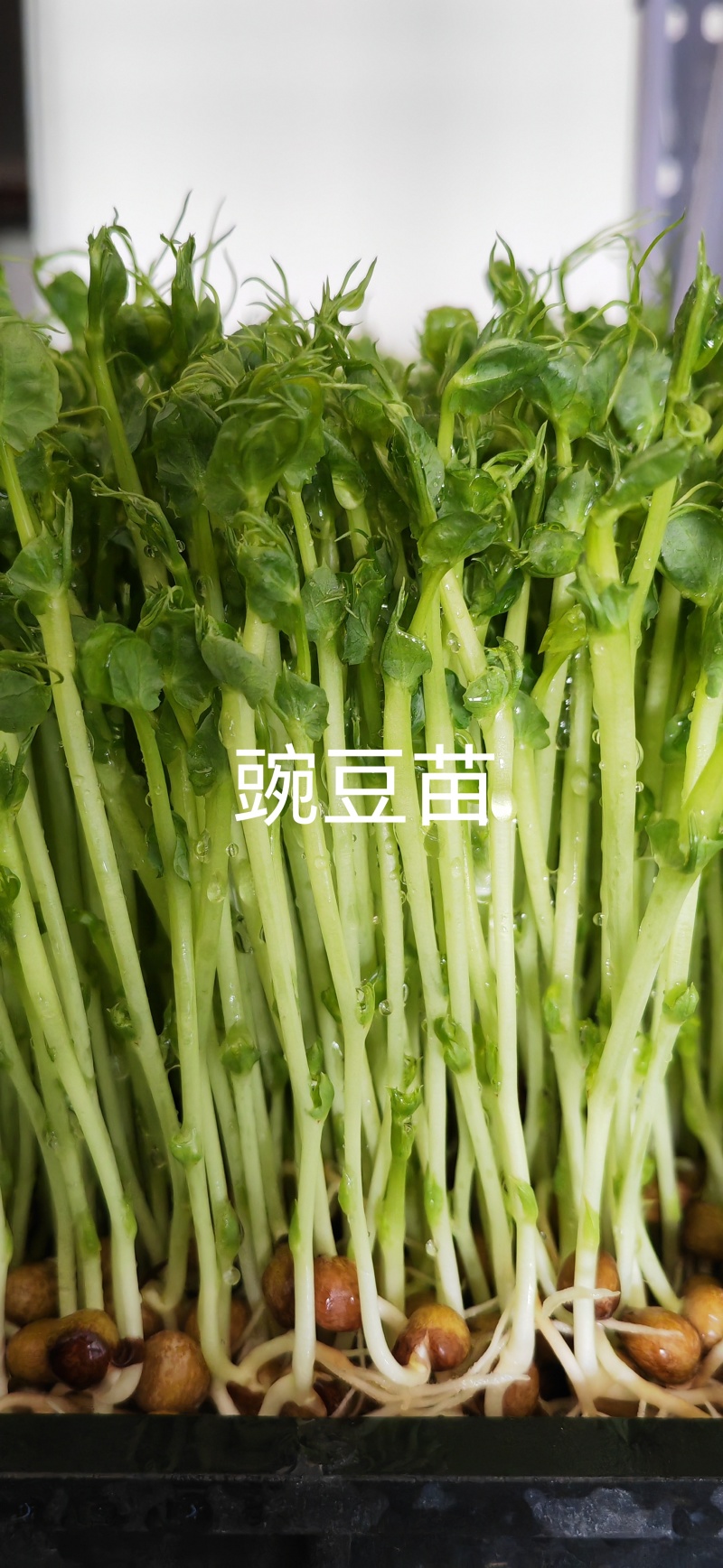 活体豌豆苗