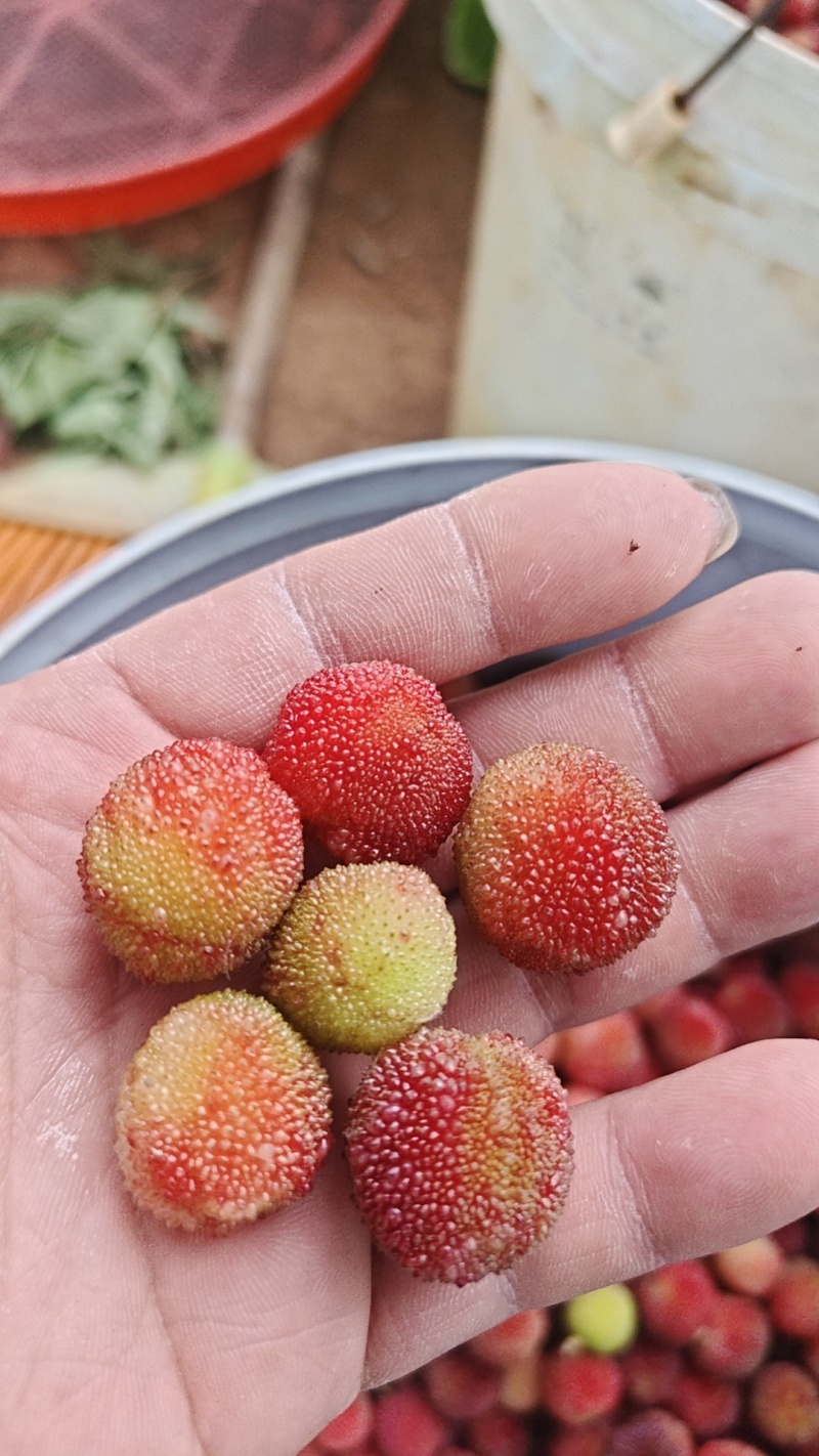 出售青红杨梅果