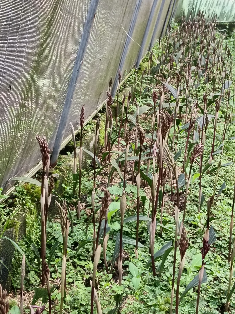 毛慈菇果夹，质量与健康如你所见，有需要的可以提前预订了。