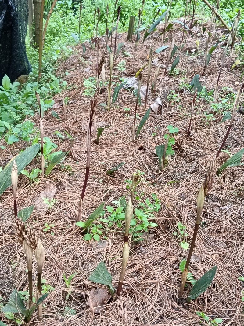 毛慈菇果夹，质量与健康如你所见，有需要的可以提前预订了。