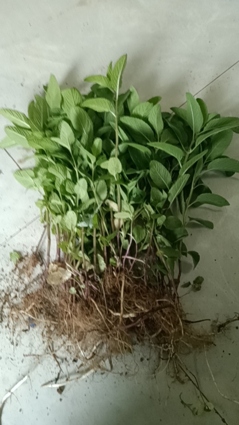 薄荷栽可食用新鲜水培迷迭香办公室内绿植驱蚊草驱蚊现挖现发