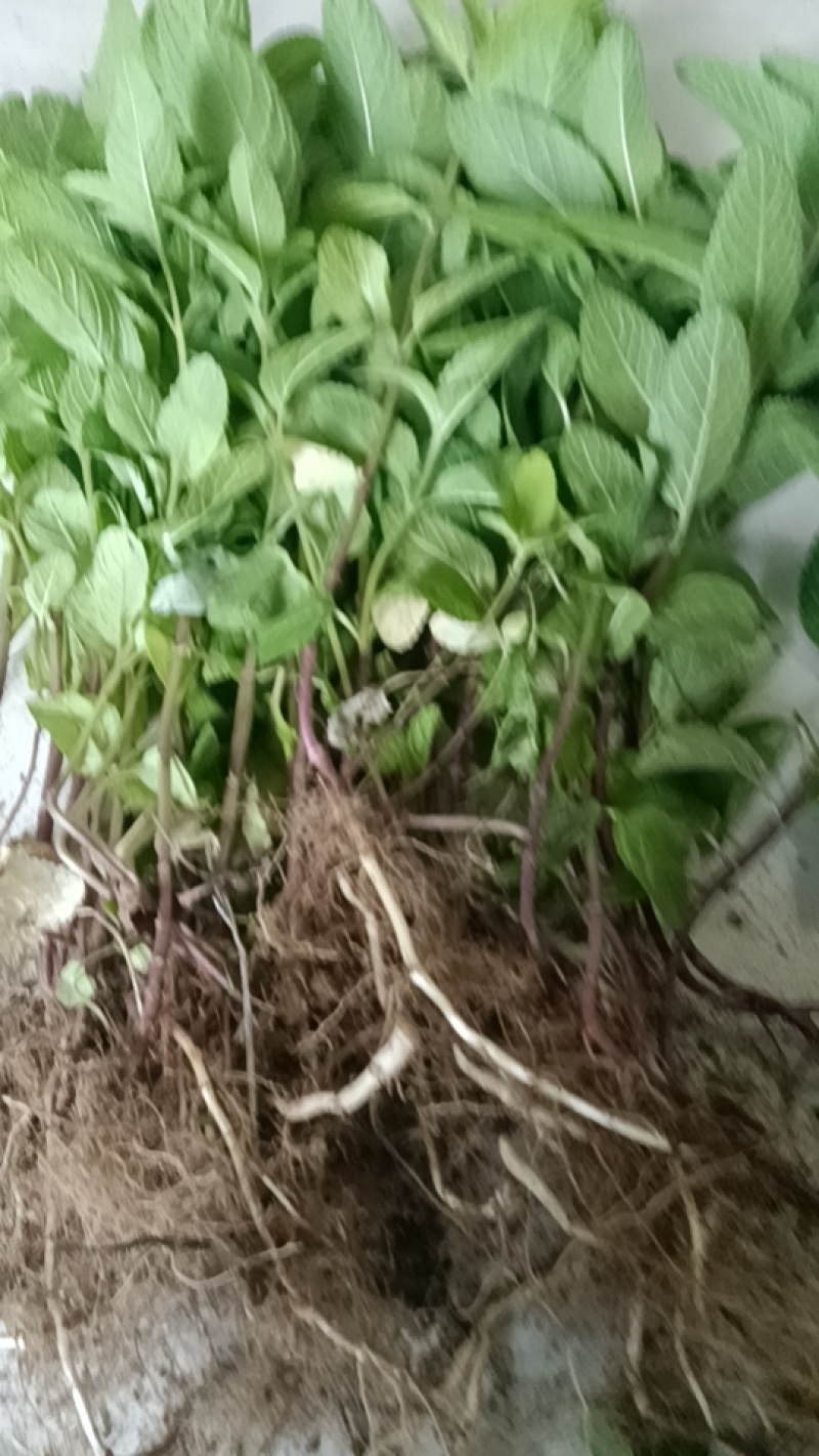 薄荷栽可食用新鲜水培迷迭香办公室内绿植驱蚊草驱蚊现挖现发