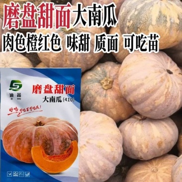 磨盘大南瓜种肉厚甘甜大果高产春秋播种南瓜种