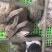 小兔顺风车发走！