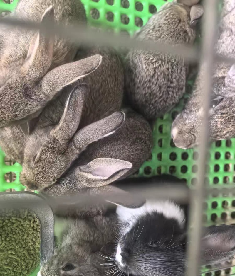 小兔顺风车发走！