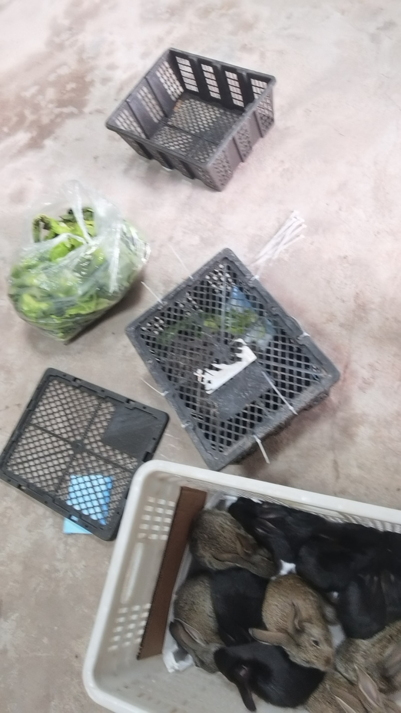 小兔顺风车发走！