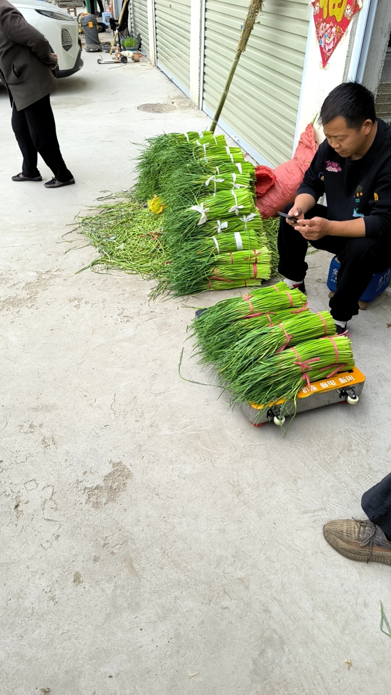 山东红帽蒜薹专车直达兰州价低质优（兰州仓出）