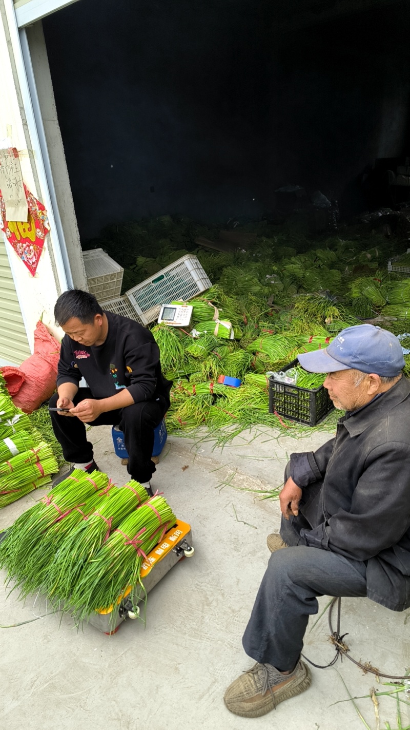 山东红帽蒜薹专车直达兰州价低质优（兰州仓出）
