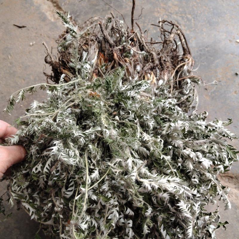 白头翁野生一手货源产地直发！看图片下单