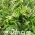 白头翁野生一手货源产地直发！看图片下单