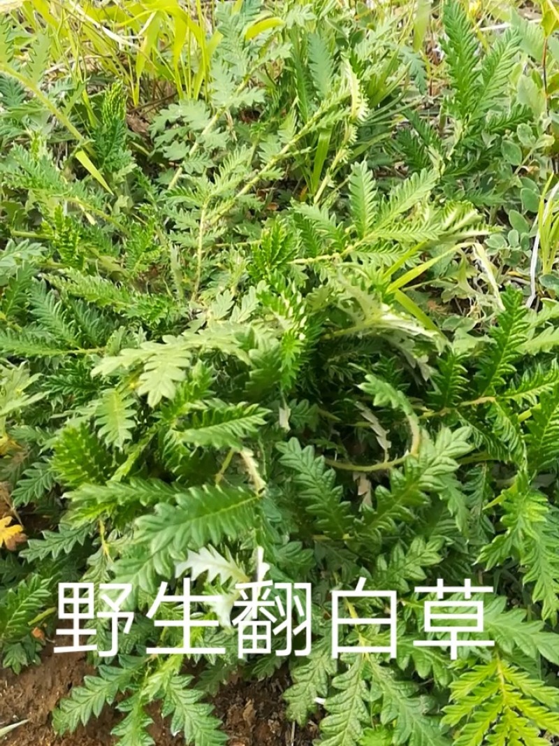 白头翁野生一手货源产地直发！看图片下单