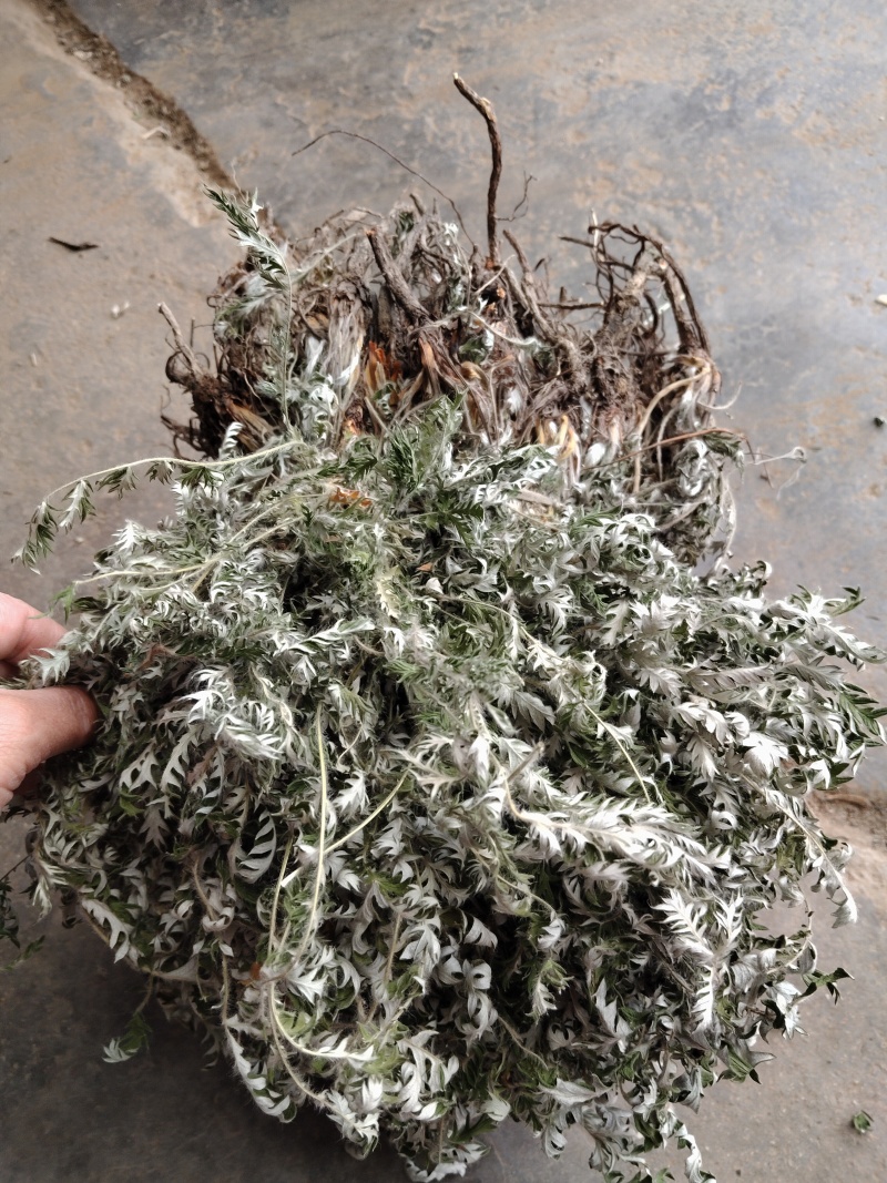 白头翁野生一手货源产地直发！看图片下单