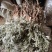 白头翁野生一手货源产地直发！看图片下单