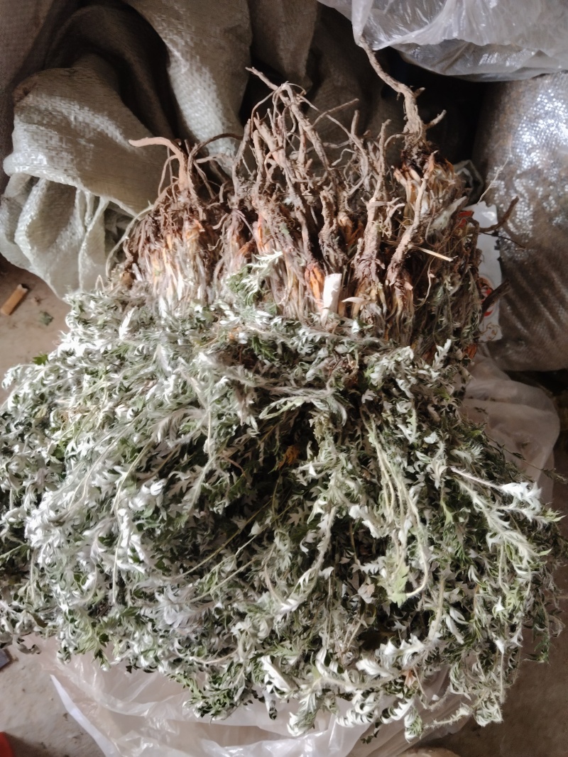 白头翁野生一手货源产地直发！看图片下单