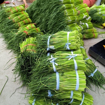 山东红帽蒜薹专车直达兰州价低质优（兰州仓出）