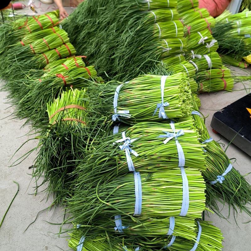 山东红帽蒜薹专车直达兰州价低质优（兰州仓出）