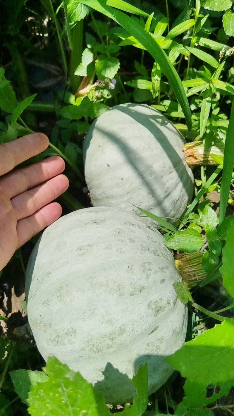 银栗贝贝南瓜