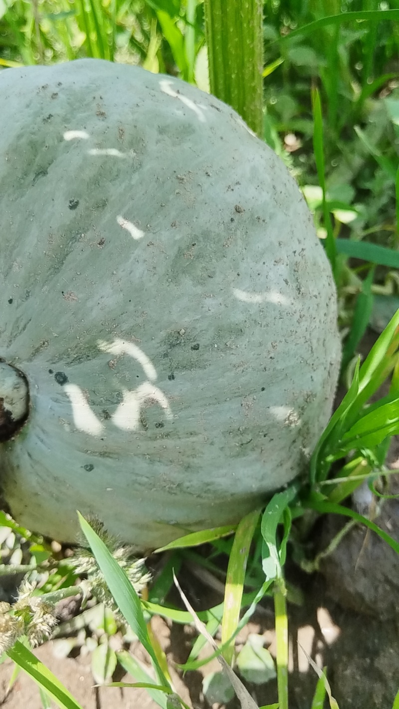 银栗贝贝南瓜