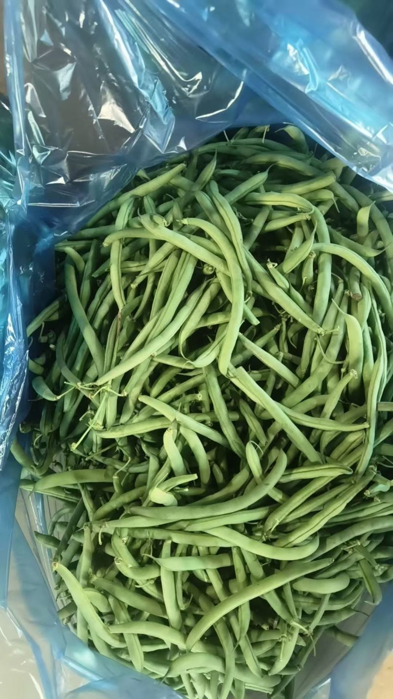精品四季豆
