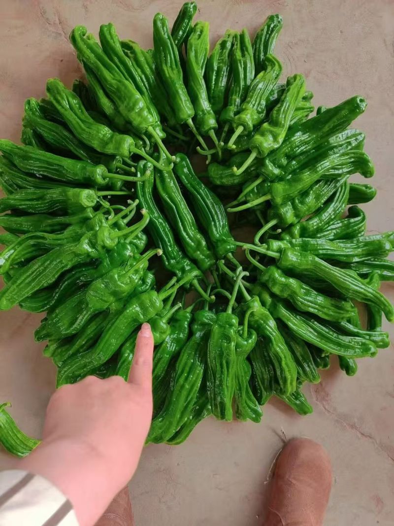 芜湖椒