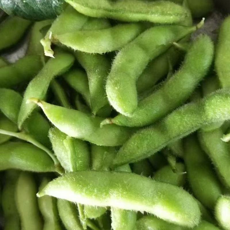 大棚毛豆大量上市