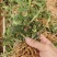 优质铁皮石斛驯化苗、基地现拔现发、量大详谈！