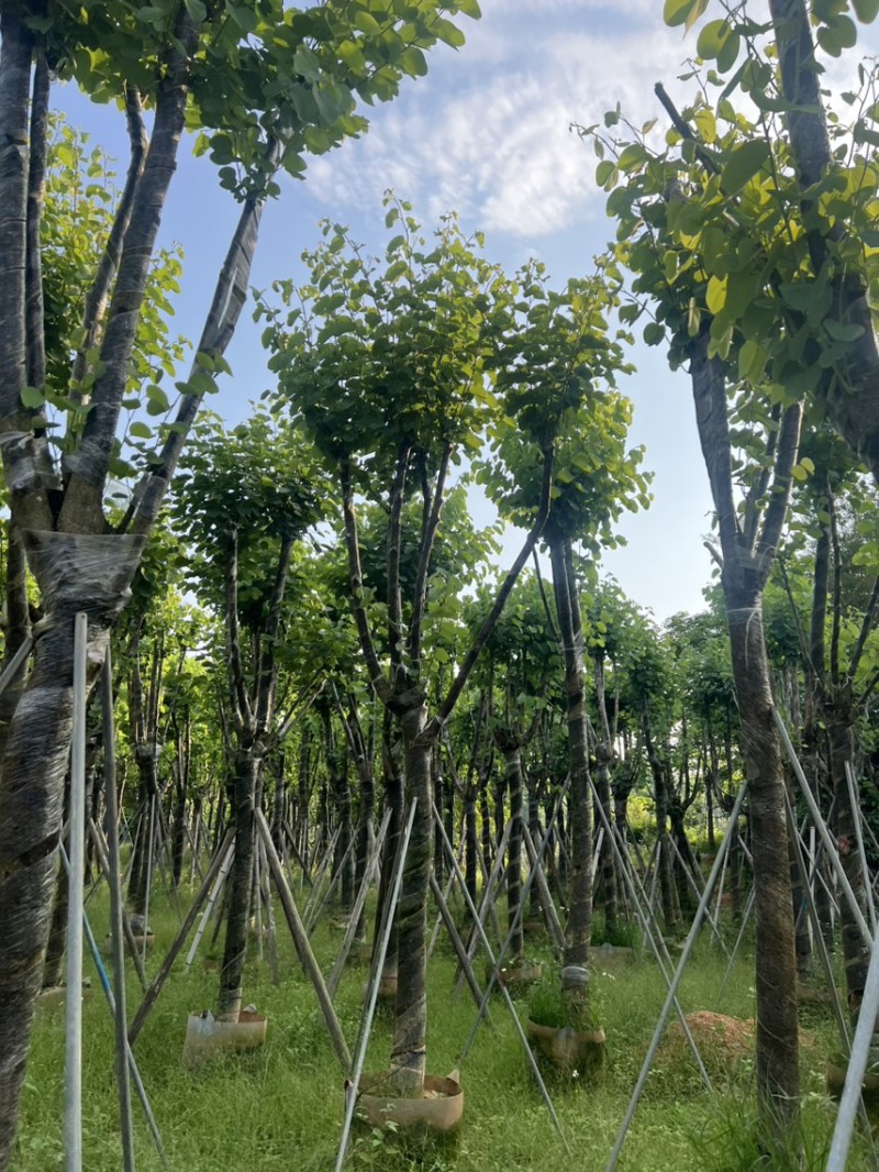 宫粉紫荆各种规格齐全。支持视频看过欢迎联系
