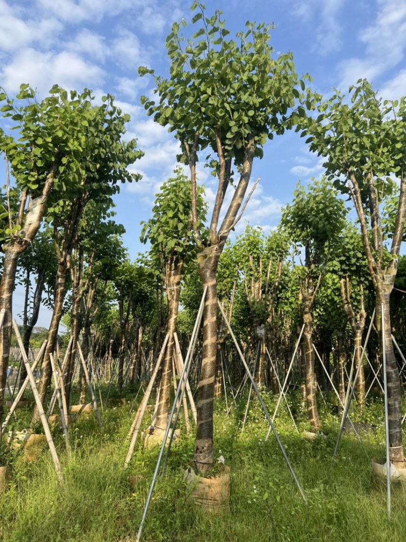 宫粉紫荆各种规格齐全。支持视频看过欢迎联系