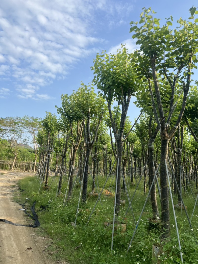 宫粉紫荆各种规格齐全。支持视频看过欢迎联系
