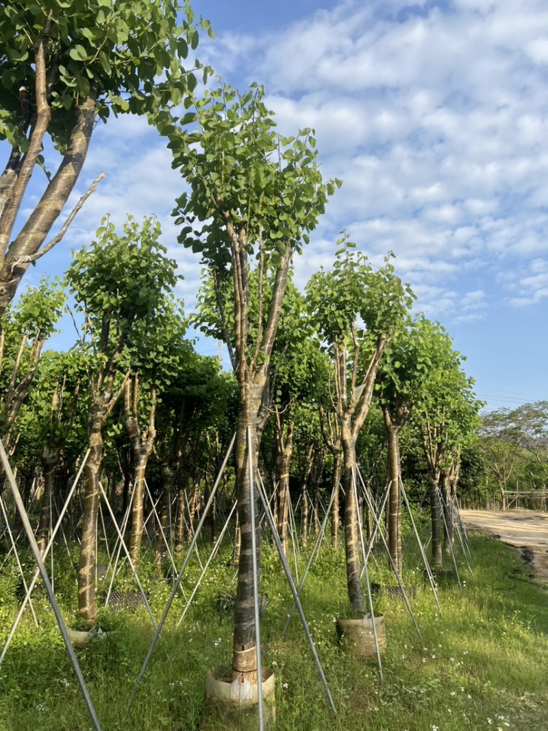 宫粉紫荆各种规格齐全。支持视频看过欢迎联系