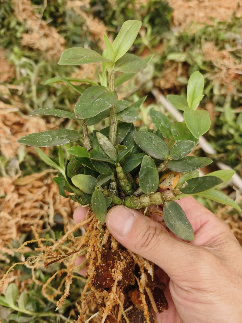 优质铁皮石斛驯化苗、基地现拔现发、量大详谈！