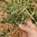 优质铁皮石斛驯化苗、基地现拔现发、量大详谈！