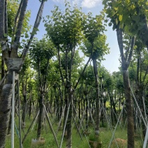 宫粉紫荆各种规格齐全。支持视频看过欢迎联系